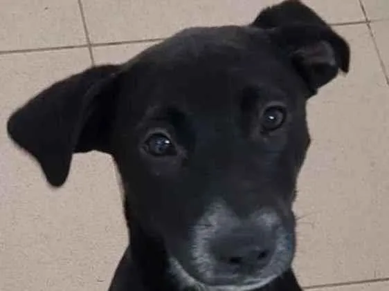 Cachorro raça Vira lata  idade 7 a 11 meses nome Bebel