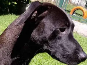 Cachorro raça Mestiça galgo  idade 1 ano nome Lilich