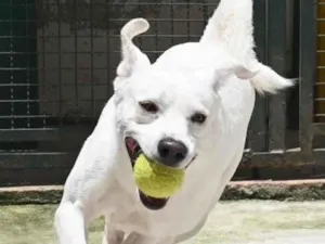 Cachorro raça Mestiço labrador idade 3 anos nome Ras