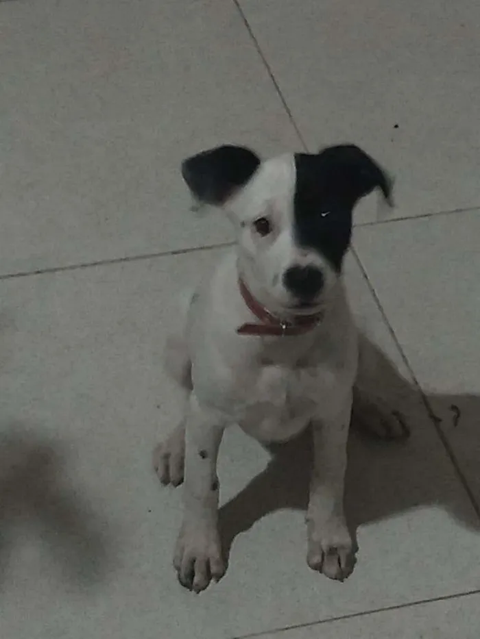 Cachorro ra a sem raça definida idade 2 a 6 meses nome Sem nome ainda