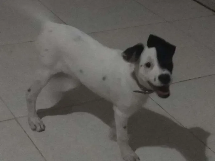 Cachorro ra a sem raça definida idade 2 a 6 meses nome Sem nome ainda