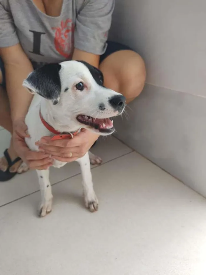 Cachorro ra a sem raça definida idade 2 a 6 meses nome Sem nome ainda