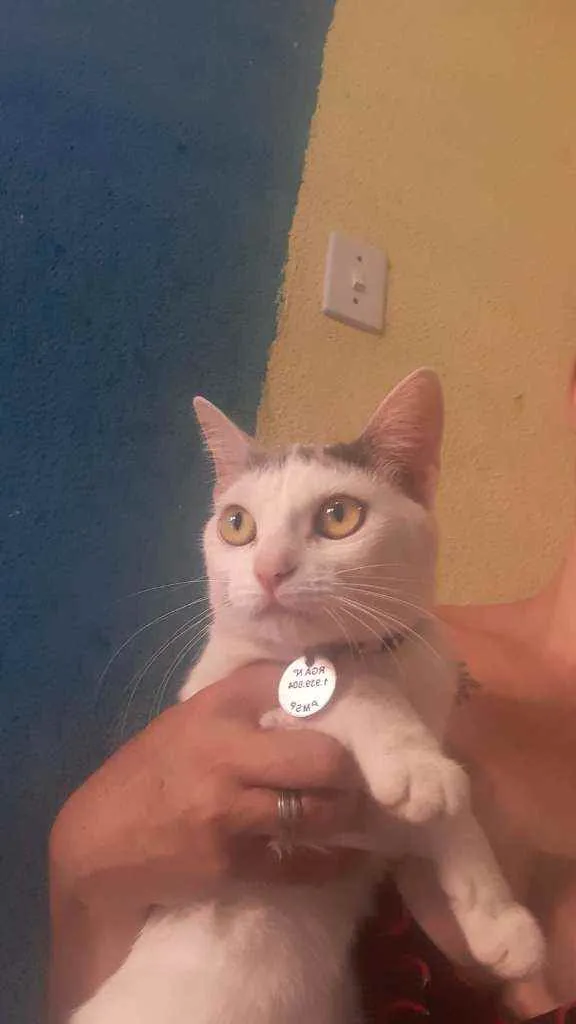 Gato raça Sem raça definida  idade 1 ano nome Marie
