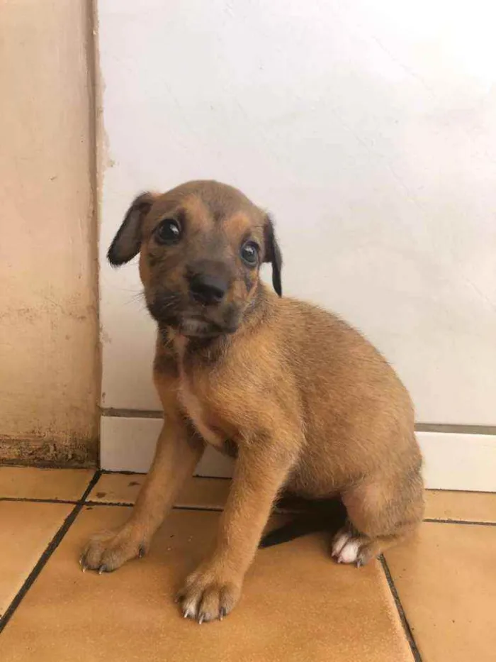Cachorro raça Vira lata  idade Abaixo de 2 meses nome Malu