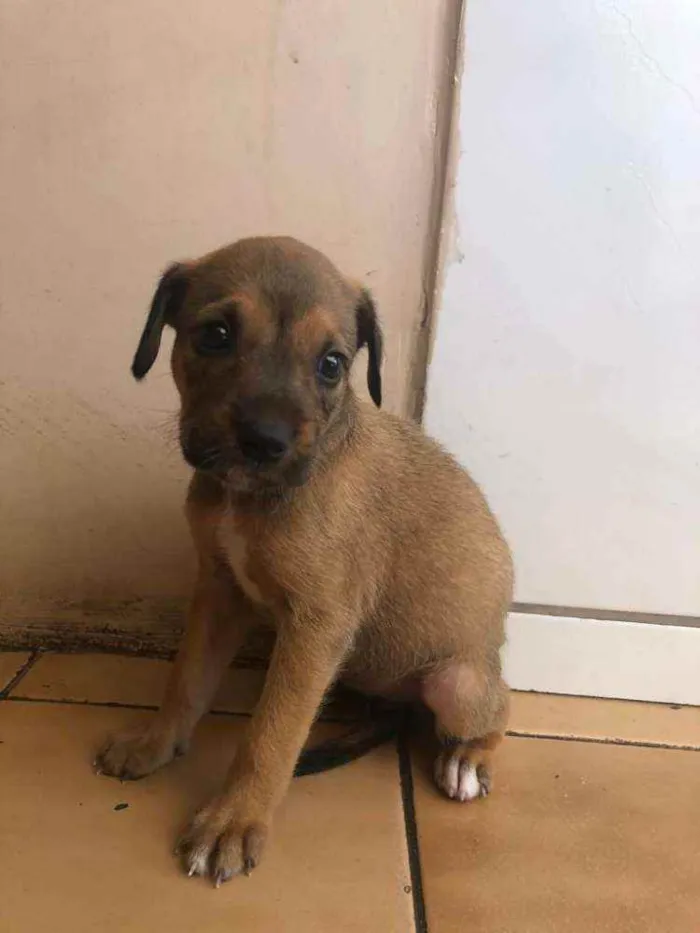 Cachorro raça Vira lata  idade Abaixo de 2 meses nome Malu