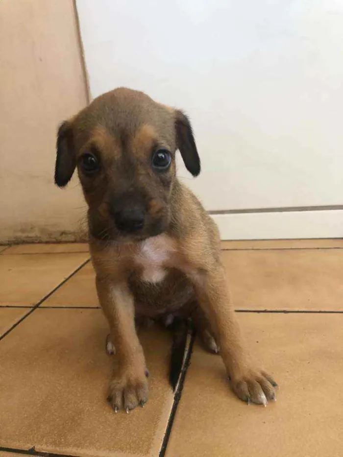 Cachorro raça Vira lata  idade Abaixo de 2 meses nome Malu