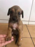 Malu