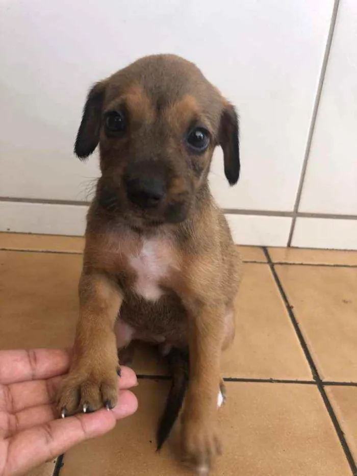 Cachorro raça Vira lata  idade Abaixo de 2 meses nome Malu
