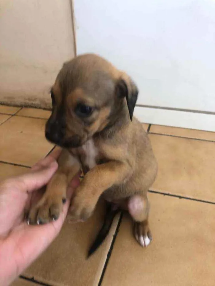 Cachorro raça Vira lata  idade Abaixo de 2 meses nome Malu
