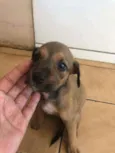 Malu