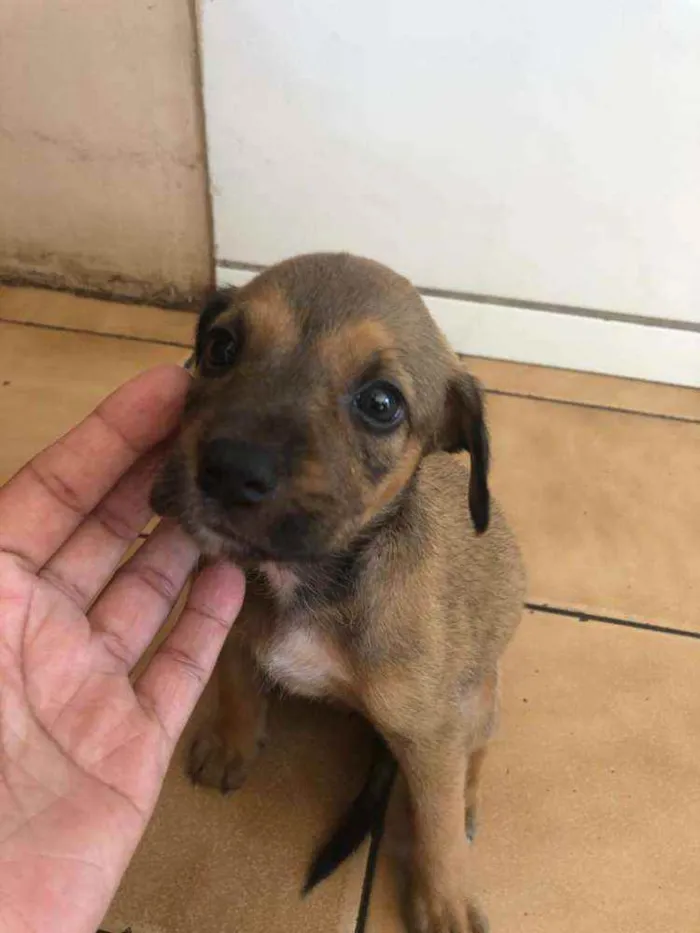 Cachorro raça Vira lata  idade Abaixo de 2 meses nome Malu