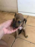 Malu