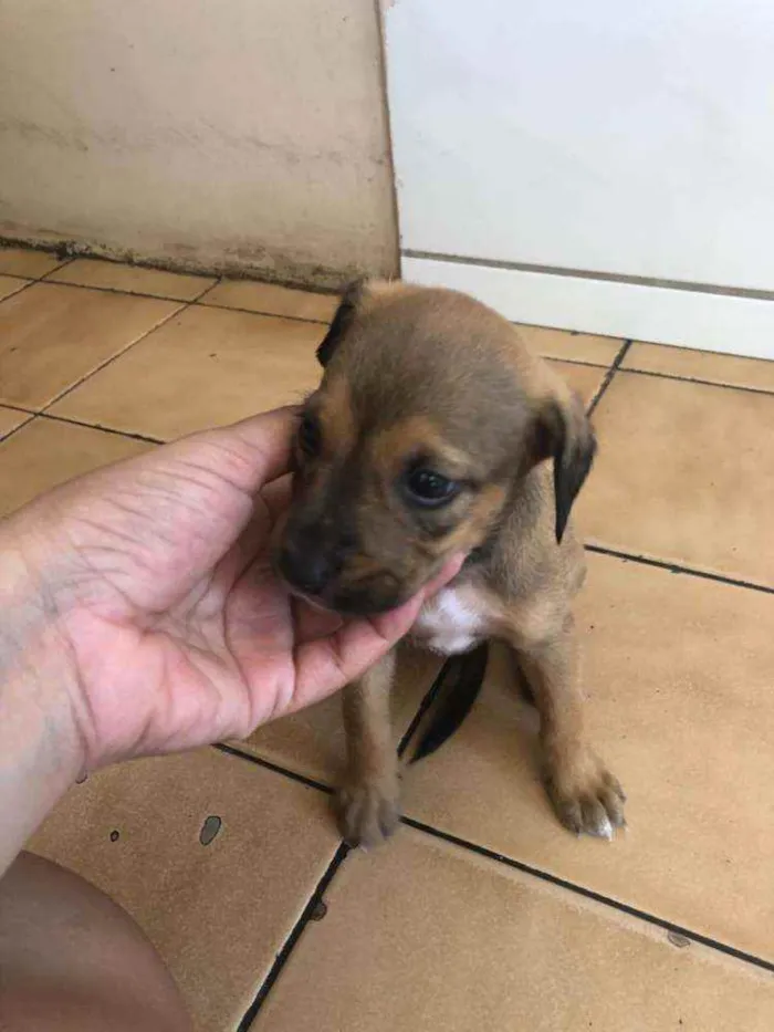 Cachorro raça Vira lata  idade Abaixo de 2 meses nome Malu