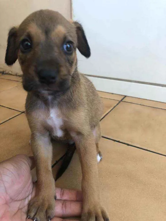 Cachorro raça Vira lata  idade Abaixo de 2 meses nome Malu