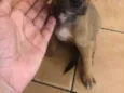 Malu