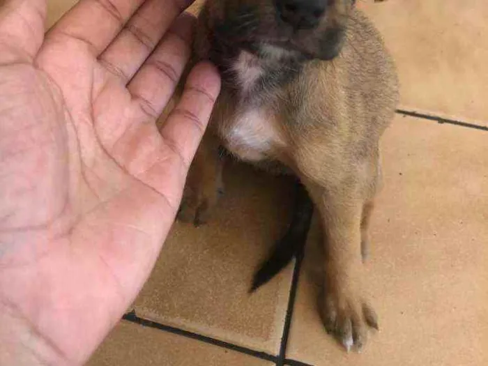 Cachorro raça Vira lata  idade Abaixo de 2 meses nome Malu