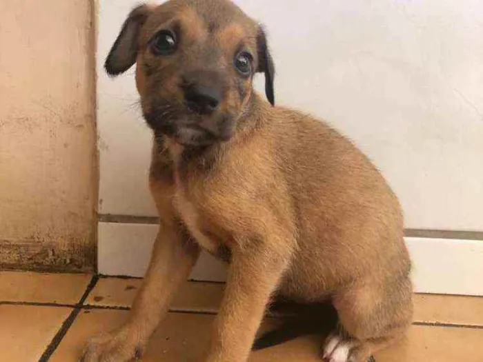 Cachorro raça Vira lata  idade Abaixo de 2 meses nome Malu