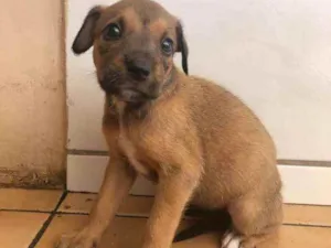 Cachorro raça Vira lata  idade Abaixo de 2 meses nome Malu