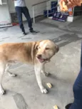 Caramelo 
