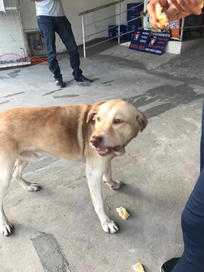 Cachorro ra a Labrador idade 6 ou mais anos nome Caramelo 