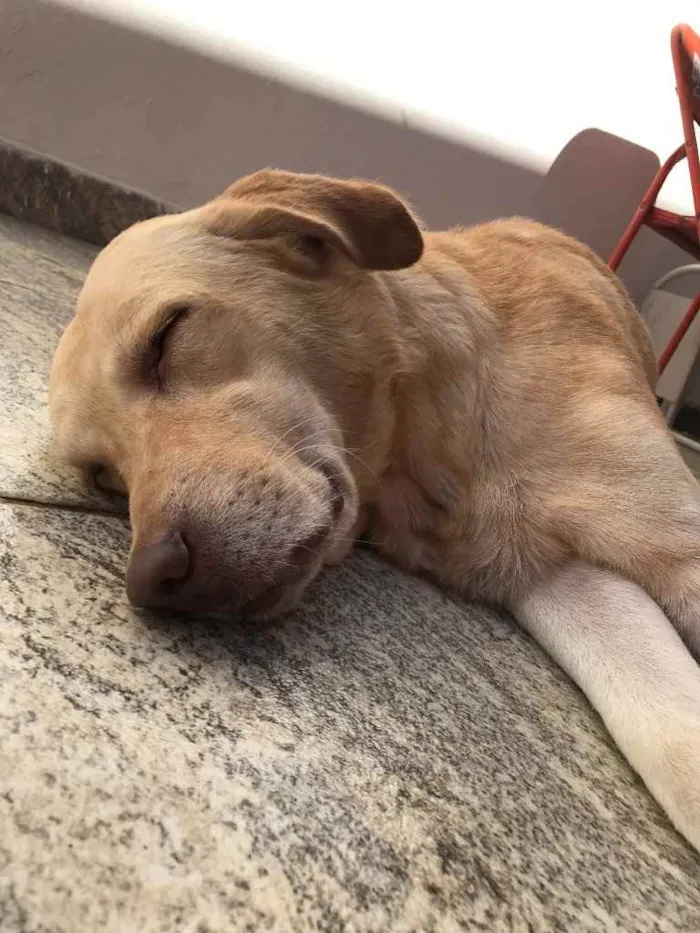 Cachorro ra a Labrador idade 6 ou mais anos nome Caramelo 