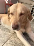 Caramelo 
