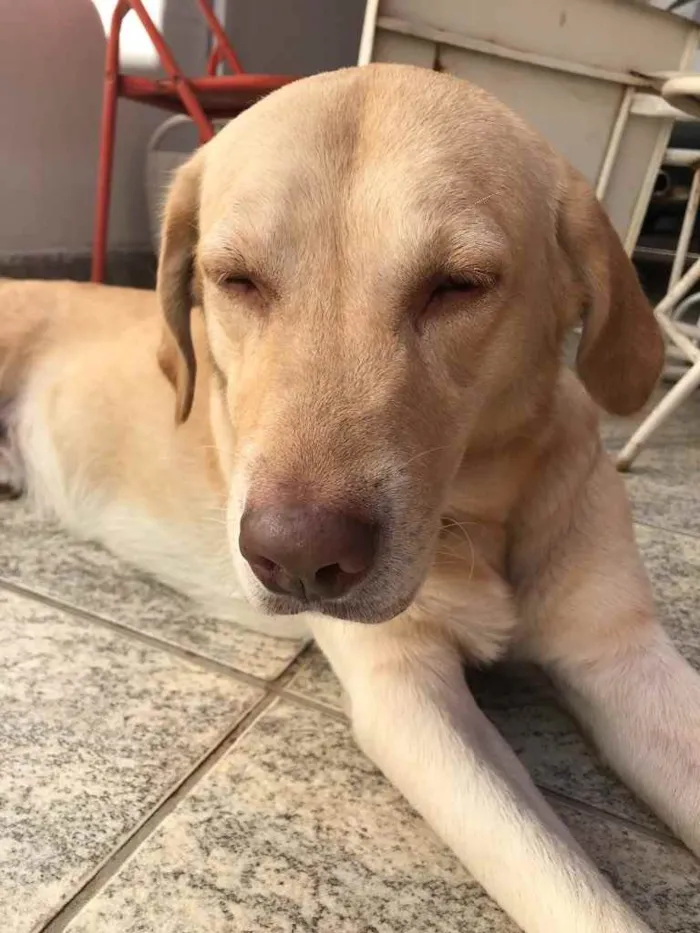 Cachorro ra a Labrador idade 6 ou mais anos nome Caramelo 
