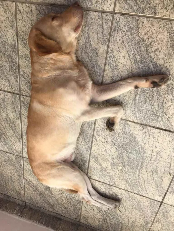 Cachorro ra a Labrador idade 6 ou mais anos nome Caramelo 