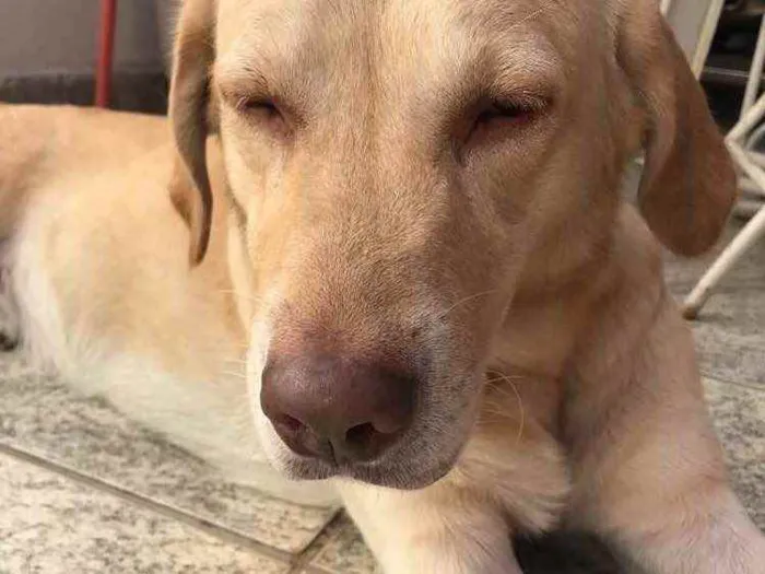 Cachorro ra a Labrador idade 6 ou mais anos nome Caramelo 