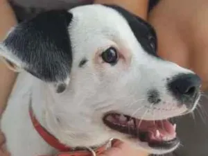 Cachorro raça sem raça definida idade 2 a 6 meses nome Sem nome ainda