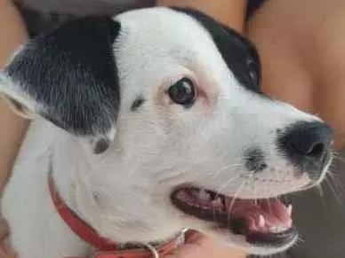 Cachorro ra a sem raça definida idade 2 a 6 meses nome Sem nome ainda