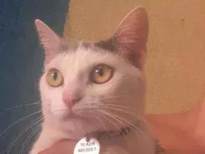 Gato raça Sem raça definida  idade 1 ano nome Marie