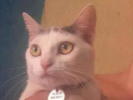 Gato raça Sem raça definida  idade 1 ano nome Marie