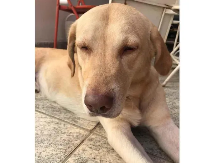 Cachorro ra a Labrador idade 6 ou mais anos nome Caramelo 