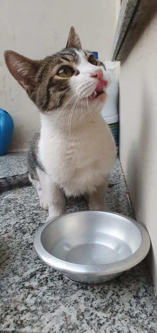 Gato raça SRD idade 7 a 11 meses nome Menino