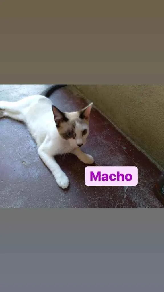 Gato ra a Pelo curto  idade 2 a 6 meses nome Sem nome
