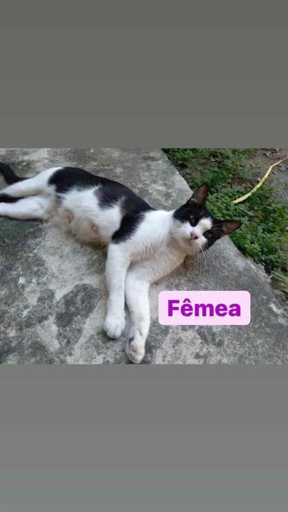 Gato ra a Pelo curto  idade 2 a 6 meses nome Sem nome