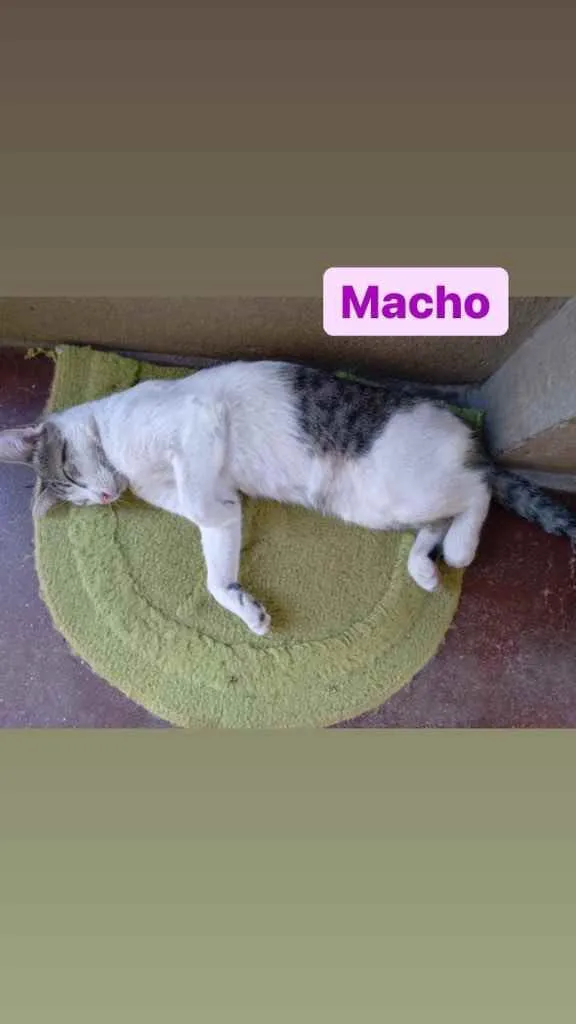Gato ra a Pelo curto  idade 2 a 6 meses nome Sem nome