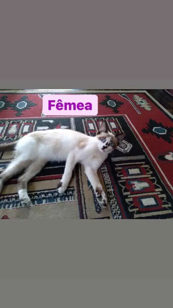 Gato ra a Pelo curto  idade 2 a 6 meses nome Sem nome