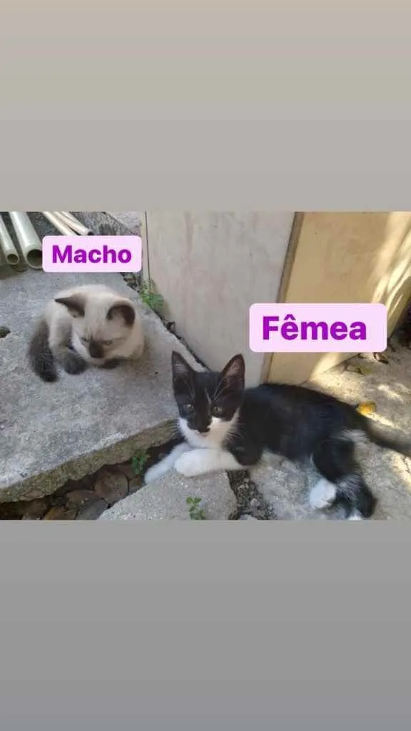 Gato ra a Pelo curto  idade 2 a 6 meses nome Sem nome