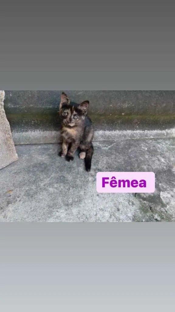 Gato ra a Pelo curto  idade 2 a 6 meses nome Sem nome