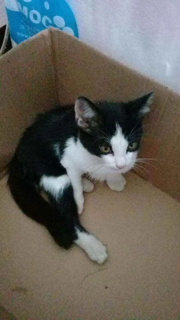 Gato raça  idade 2 a 6 meses nome fra
