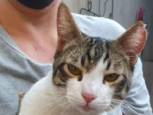Gato raça SRD idade 7 a 11 meses nome Menino