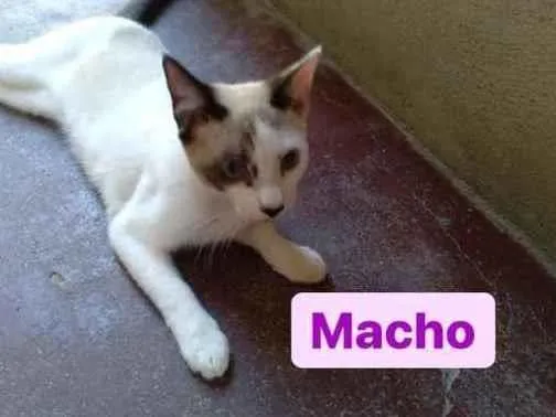Gato ra a Pelo curto  idade 2 a 6 meses nome Sem nome