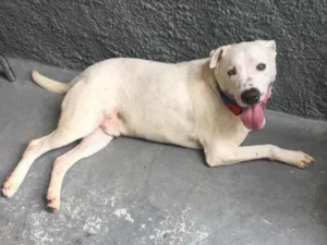 Cachorro raça SRD - mix pitbull idade 3 anos nome Urso