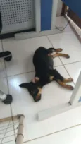 Dexter