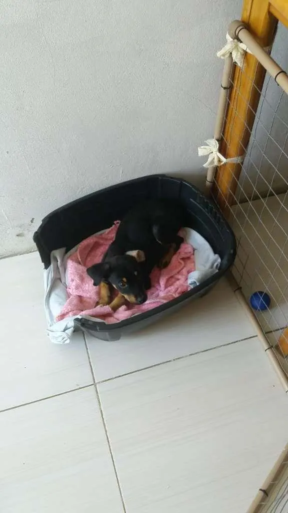 Cachorro ra a  idade 2 a 6 meses nome Dexter