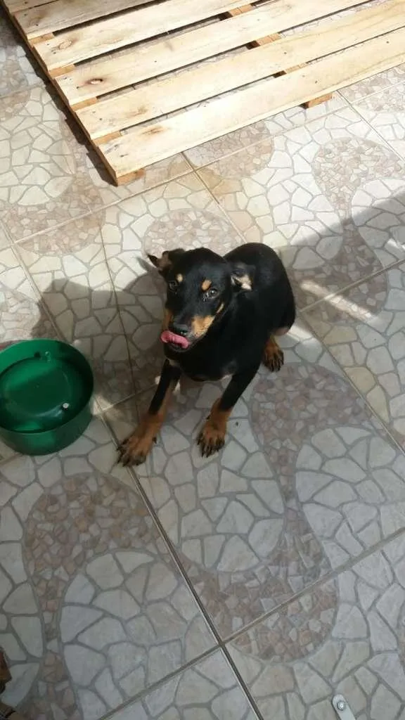 Cachorro ra a  idade 2 a 6 meses nome Dexter
