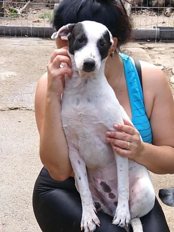 Cachorro ra a  idade 7 a 11 meses nome Família Buscapé