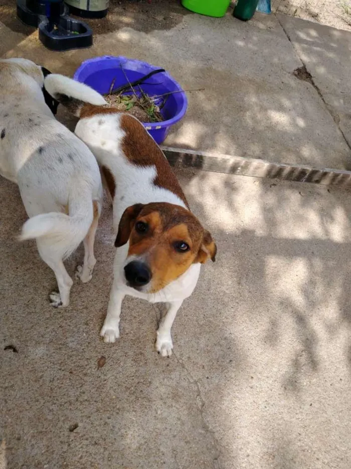 Cachorro ra a  idade 7 a 11 meses nome Família Buscapé